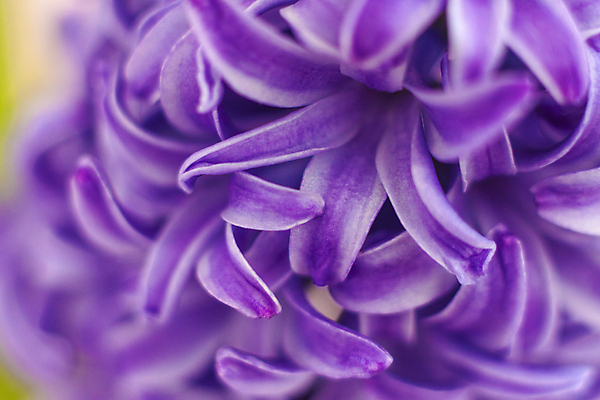 포토 JPG 해외이미지 꽃 근접촬영 사람없음 보라색 히아신스 해외포토 식물 뷰포인트 컬러 파일형식 이미지허브