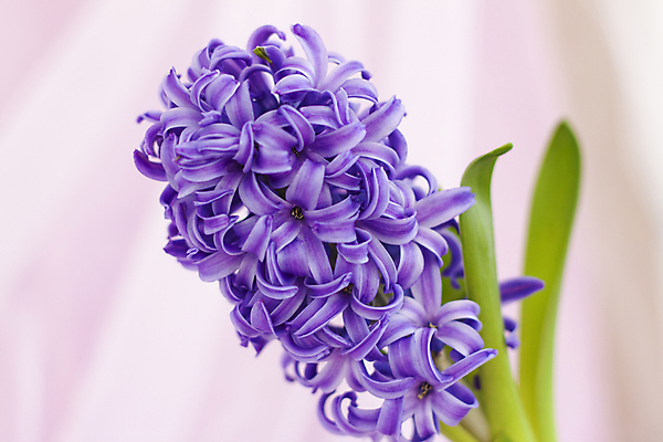 포토 JPG 해외이미지 꽃 잎 사람없음 보라색 직물 히아신스 해외포토 식물 컬러 파일형식 이미지허브