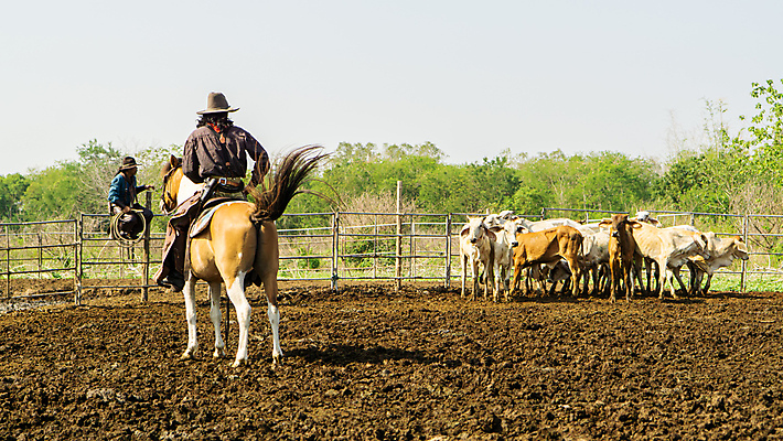 포토 JPG 해외이미지 주간 전신 남자 여러마리 앉기 성인 야외 두명 울타리 목장 말_동물 소 승마 카우보이 카우보이모자 카우보이복장 카우보이부츠 성인남자만 해외포토 자연요소 모자_잡화 옷 스포츠 다수 포유류 모션 부츠 사람 담장 남자만 성인만 파일형식 이미지허브
