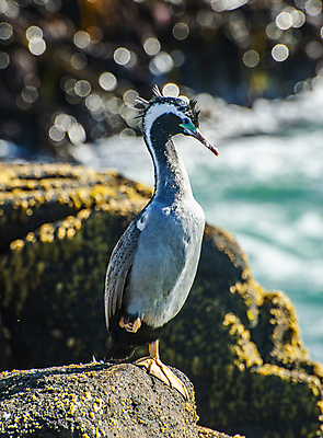 포토 JPG 해외이미지 동물 바다 날개 조류 성인 사람없음 점 부리 뉴질랜드 계산서 해외포토 사람 오세아니아 파일형식 이미지허브