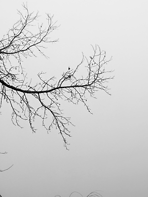 포토 JPG 해외이미지 나무 계절 길 잎 겨울 자연 벽지 아침 바람 날씨 함께함 흑백 그림자 사람없음 파란색 빛 태양 환경 검은색 어둠 안개 광선 점 우아함 숲 신비 시원함 무서움 공상 해외포토 주간 자연요소 식물 감정 컬러 컨셉 촬영기법 생태계 파일형식 이미지허브