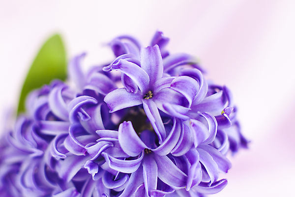 포토 JPG 해외이미지 꽃 잎 근접촬영 사람없음 보라색 직물 히아신스 해외포토 식물 뷰포인트 컬러 파일형식 이미지허브