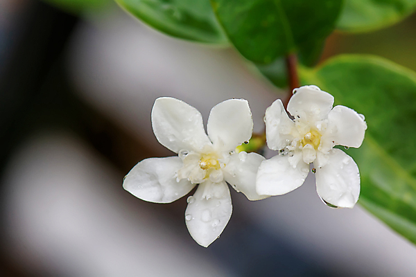 포토 JPG 해외이미지 나무 식물 꽃잎 꽃 백그라운드 잎 꽃무늬 자연 사랑 미술 사람없음 야외 뷰티 정원 벚꽃 신선 눈송이 개화 내추럴 우수 스타일 해외포토 감정 무늬 문화예술 눈_날씨 절기 생태계 파일형식 이미지허브