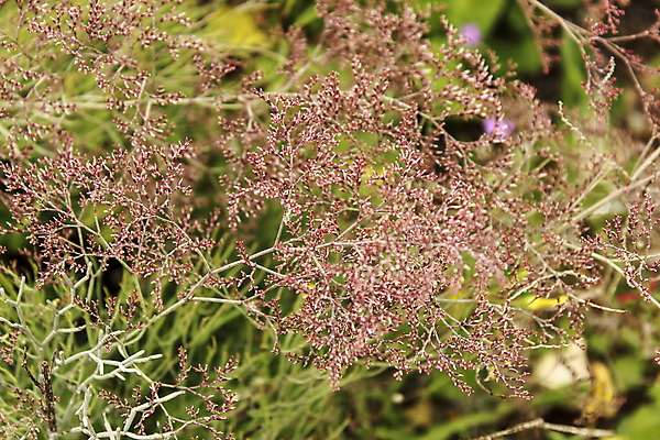 포토 JPG 해외이미지 식물 계절 꽃 할머니 바다 백그라운드 꽃무늬 패턴 자연 건조 사람없음 장식 컬러풀 뷰티 환경 들꽃 벚꽃 흰색 신선 습지 지중해 질감 내추럴 알리칸테 해외포토 여자 노년 컬러 무늬 생태계 파일형식 이미지허브