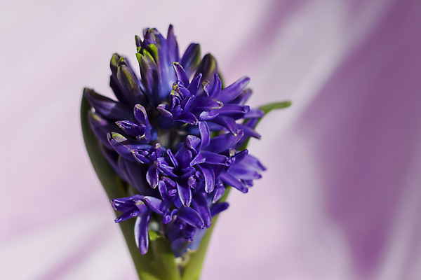 포토 JPG 해외이미지 꽃 잎 사람없음 보라색 직물 히아신스 해외포토 식물 컬러 파일형식 이미지허브