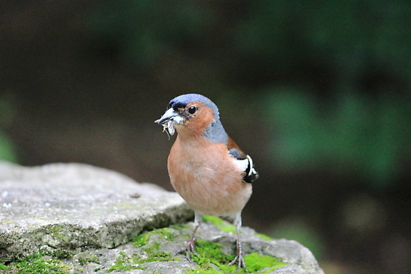 포토 JPG 해외이미지 야생동물 자연 조류 사람없음 숲 큼 고립 생태학 해외포토 동물 교육 크기 생태계 파일형식 이미지허브