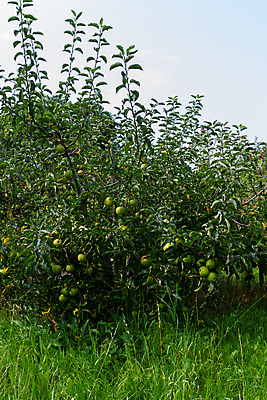 포토 JPG 해외이미지 나무 식물 계절 꽃 유럽 음식 백그라운드 잎 밭 농업 과일 자연 건강 풍경 사람없음 야외 초록색 여름 농작물 농장 정원 수확 성장 신선 사과 과수원 네덜란드 유기농 내추럴 숙성 많음 해외포토 웰빙 나라 산업 컬러 컨셉 생태계 파일형식 이미지허브