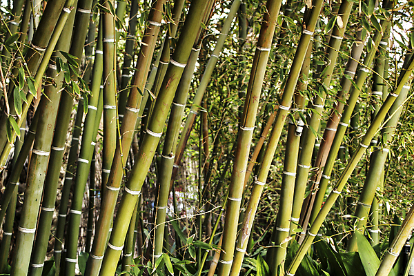 포토 JPG 해외이미지 나무 식물 공원 아시아 선 줄기 신체 곰 자연 휴식 한국 건강 사람없음 초록색 평화 환경 정원 일본 중국 희망 힘 봄 영혼 숲 편안함 판다 대나무 명상 원예 베트남 뿌리 미로 이국적 해외포토 동물 계절 공공시설 감정 나라 컬러 컨셉 포유류 취미 동남아시아 감각 생태계 파일형식 이미지허브