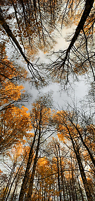 포토 JPG 해외이미지 나무 식물 공원 길 백그라운드 자국 자연 하늘 추상 휴식 왕관 파노라마 서기 사람 사람없음 야외 목재 울타리 걷기 그룹 승차 숲 큼 방목 질감 지역 고립 삼림지대 화창 디톡스 해외포토 공공시설 컨셉 무늬 재료 모션 날씨 촬영기법 건강 담장 축산업 크기 생태계 파일형식 이미지허브