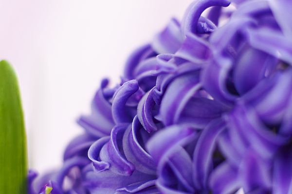 포토 JPG 해외이미지 꽃 잎 근접촬영 사람없음 보라색 직물 히아신스 해외포토 식물 뷰포인트 컬러 파일형식 이미지허브