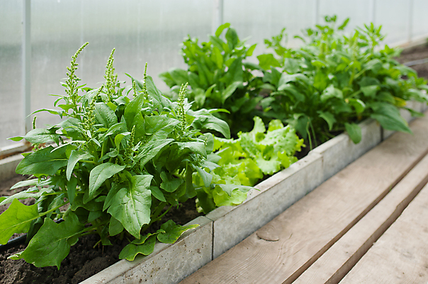 포토 JPG 해외이미지 잎 채소 실내 사람없음 초록색 농작물 묘목 밭일 온실 해외포토 나무 식물 컬러 농업 내부 파일형식 이미지허브