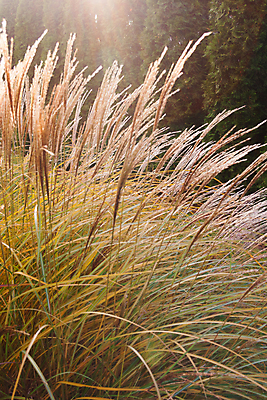 포토 JPG 해외이미지 식물 계절 실루엣 음식 백그라운드 밭 농업 오렌지 자연 하늘 건조 옥수수 씨앗 잔디 사람없음 야외 초록색 파란색 빛 농작물 햇빛 태양 뷰티 농장 노란색 일출 맑음 일몰 수확 성장 광선 시골 황금 낟알 시리얼 밀 보케 귀 내추럴 해외포토 자연요소 산업 컬러 과일 날씨 곡류 촬영기법 신체부위 노을 생태계 파일형식 이미지허브