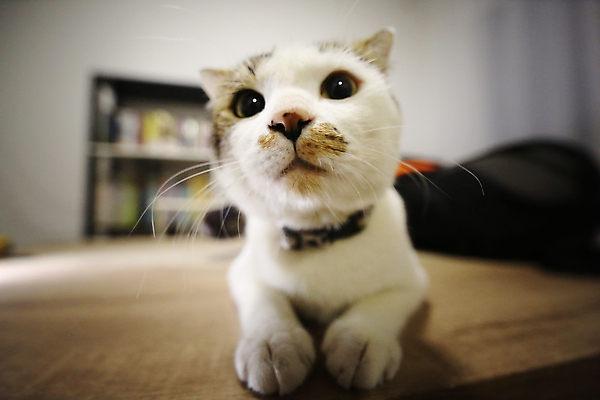 포토 JPG 해외이미지 동물 응시 행복 백그라운드 장난 포유류 수염 털 앉기 사람없음 반려동물 뷰티 귀여움 고양이 줄무늬 흰색 작음 모피 호기심 육식동물 부드러움 얼룩무늬 솜털 고립 기르기 돌봄 스코틀랜드 해외포토 시선 감정 컬러 컨셉 무늬 모션 영국 감각 크기 파일형식 이미지허브