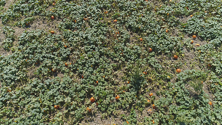 포토 JPG 해외이미지 식물 구름 계절 산업 문화 음식 백그라운드 잎 밭 농업 채소 자연 하늘 호박 옥수수 풍경 사람없음 야외 초록색 여름 파란색 농작물 농장 농경지 환경 맑음 봄 수확 성장 시골 신선 낟알 땅 유기농 장면 내추럴 드론 밭일 줄서기 수평선 세련 해외포토 자연요소 웰빙 컬러 모션 날씨 곡류 생태계 파일형식 이미지허브