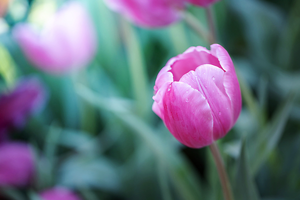 포토 JPG 해외이미지 식물 계절 공원 꽃잎 꽃 줄기 분홍색 꽃다발 백그라운드 잎 꽃무늬 밭 자연 사람없음 빨간색 초록색 파란색 빛 컬러풀 햇빛 태양 노란색 정원 맑음 봄 활발 들꽃 튤립 벚꽃 광선 흰색 시골 신선 개화 우아함 내추럴 고립 해외포토 자연요소 공공시설 컬러 컨셉 무늬 농업 날씨 생태계 파일형식 이미지허브