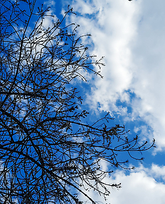 포토 JPG 해외이미지 나무 구름 1 계절 단풍 낙엽 잎 오렌지 자연 하늘 그림자 풍경 사람없음 야외 초록색 파란색 빛 컬러풀 햇빛 뷰티 황혼 일몰 젖음 가을 나뭇가지 고독 큼 언덕 내추럴 해외포토 자연요소 식물 감정 컬러 과일 태양 노을 크기 생태계 파일형식 이미지허브