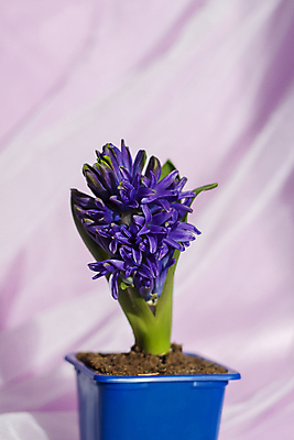 포토 JPG 해외이미지 꽃 화분 잎 사람없음 보라색 흙 직물 히아신스 해외포토 식물 컬러 파일형식 이미지허브