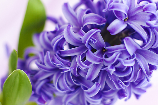 포토 JPG 해외이미지 꽃 잎 근접촬영 사람없음 보라색 히아신스 해외포토 식물 뷰포인트 컬러 파일형식 이미지허브