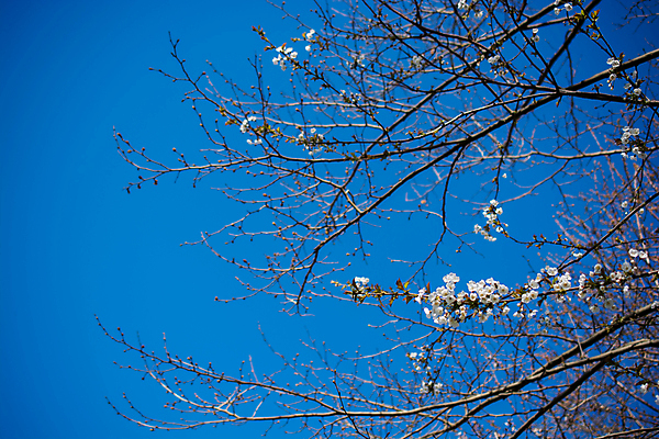 포토 JPG 해외이미지 나무 식물 계절 꽃잎 꽃 백그라운드 잎 꽃무늬 자연 사람없음 뷰티 정원 봄 벚꽃 나뭇가지 개화 과수원 해외포토 무늬 농업 생태계 파일형식 이미지허브