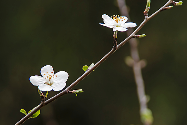 포토 JPG 해외이미지 잎 근접촬영 사람없음 야외 아웃포커스 벚꽃 나뭇가지 벚나무 꽃봉오리 꽃수술 해외포토 나무 식물 꽃 뷰포인트 촬영기법 파일형식 이미지허브