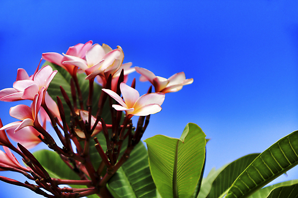 포토 JPG 해외이미지 주간 분홍색 사람없음 야외 플루메리아 해외포토 자연요소 꽃 컬러 파일형식 이미지허브