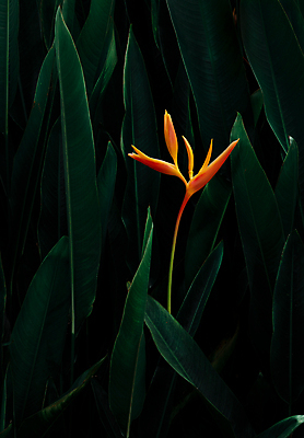 포토 JPG 해외이미지 식물 디자인 공원 꽃 백그라운드 잎 꽃무늬 농업 오렌지 자연 벽지 손바닥 사람없음 야외 장식 초록색 물 여름 빛 컬러풀 노란색 정원 스파 어둠 봄 성장 신선 숲 묘사 질감 생태학 이국적 해외포토 자연요소 손 계절 공공시설 교육 산업 컬러 무늬 과일 생태계 파일형식 이미지허브