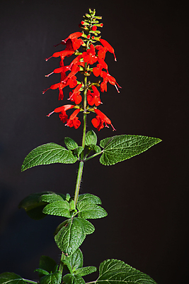 포토 JPG 해외이미지 식물 계절 공원 꽃잎 꽃 백그라운드 잎 꽃무늬 자연 사람없음 야외 장식 빨간색 초록색 컬러풀 뷰티 정원 맑음 봄 벚꽃 개화 유기농 원예 향기 아로마 진홍색 내추럴 세이지 해외포토 웰빙 공공시설 컬러 무늬 날씨 취미 생태계 냄새 파일형식 이미지허브