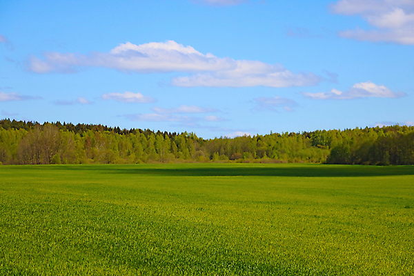 포토 JPG 해외이미지 나무 식물 계절 음식 백그라운드 겨울 패턴 밭 농업 자연 하늘 추상 잔디 사람없음 야외 초록색 파란색 빛 햇빛 태양 뷰티 환경 맑음 일몰 봄 성장 시골 신선 땅 시리얼 밀 질감 장면 내추럴 파종 수평선 해외포토 자연요소 산업 컬러 무늬 날씨 곡류 노을 농사 생태계 파일형식 이미지허브