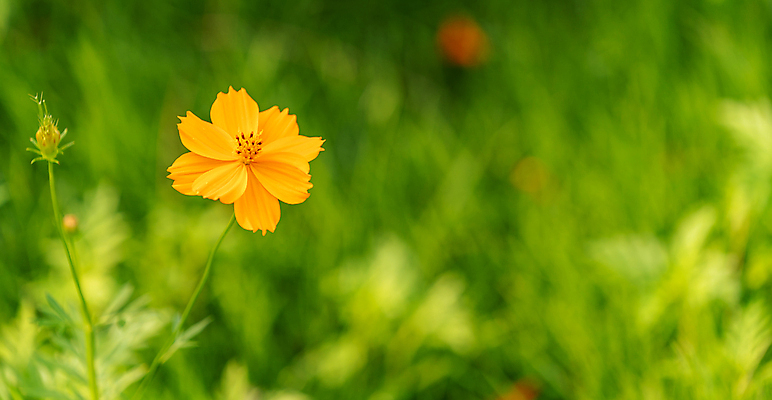 포토 JPG 해외이미지 식물 꽃잎 꽃 백그라운드 잎 꽃무늬 밭 오렌지 자연 사람없음 야외 초록색 컬러풀 뷰티 환경 정원 봄 벚꽃 신선 개화 원예 꽃가루 내추럴 노란배경 해외포토 계절 컬러 무늬 농업 과일 취미 노란색 가루 생태계 파일형식 이미지허브