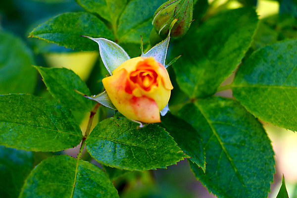포토 JPG 해외이미지 식물 디자인 계절 공원 꽃잎 꽃 분홍색 꽃다발 백그라운드 잎 꽃무늬 자연 발렌타인데이 사랑 사람없음 장식 빨간색 초록색 태양 뷰티 장미 정원 봄 성장 벚꽃 흰색 나뭇가지 신선 개화 닫기 원예 질감 조경 내추럴 해외포토 자연요소 나무 공공시설 감정 컬러 무늬 모션 데이이벤트 취미 생태계 파일형식 이미지허브