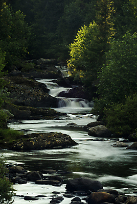 포토 JPG 해외이미지 나무 자연 노르웨이 풍경 사람없음 야외 물 강 개울 급류 숲 해외포토 자연요소 식물 유럽 생태계 파일형식 이미지허브