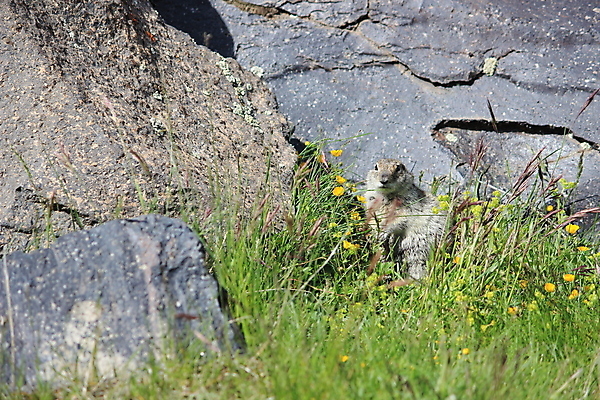 포토 JPG 해외이미지 동물 포유류 자연 산 사람없음 암초 동물상 생태학 해외포토 교육 조형물 생태계 파일형식 이미지허브