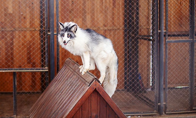 포토 JPG 해외이미지 주간 한마리 야생동물 사람없음 야외 승차 여우 나무집 북극여우 해외포토 자연요소 동물 1 포유류 모션 주택 파일형식 이미지허브