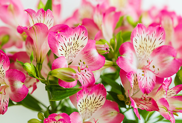 포토 JPG 해외이미지 식물 계절 꽃잎 꽃 분홍색 꽃다발 백그라운드 잎 꽃무늬 패턴 자연 벽지 선물 사람없음 장식 빨간색 초록색 컬러풀 뷰티 정원 보라색 봄 벚꽃 흰색 신선 신용카드 개화 다발 제비꽃 내추럴 해외포토 컬러 무늬 금융 생태계 파일형식 이미지허브