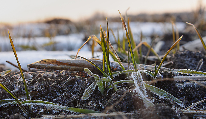 포토 JPG 해외이미지 식물 계절 산업 음식 백그라운드 잎 겨울 패턴 밭 농업 자연 아침 잔디 사람없음 초록색 물 빛 햇빛 태양 농장 냉동 얼음 봄 추위 흰색 볏짚 이슬 낟알 밀 허브 질감 서리 보리 내추럴 총쏘기 호밀 해외포토 주간 자연요소 컬러 무늬 모션 곡류 짚 생태계 파일형식 이미지허브