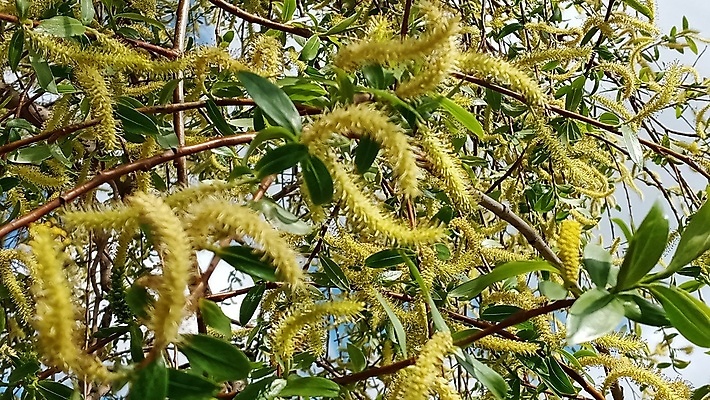 포토 JPG 해외이미지 나무 식물 계절 꽃 백그라운드 꽃무늬 패턴 자연 부활절 건강 사람없음 야외 초록색 뷰티 노란색 새싹 정원 화목 봄 벚꽃 나뭇가지 개화 버드나무 원예 땀 분무기 해외포토 기념일 컬러 컨셉 무늬 취미 생태계 파일형식 이미지허브