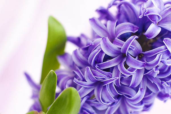 포토 JPG 해외이미지 꽃 잎 근접촬영 사람없음 보라색 직물 히아신스 해외포토 식물 뷰포인트 컬러 파일형식 이미지허브