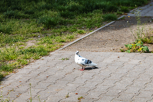 포토 JPG 해외이미지 동물 공원 유럽 도로 야생동물 날개 자연 조류 거리 사람없음 야외 초록색 여름 컬러풀 갈색 환경 검은색 봄 산책 회색 바위 흰색 작음 깃털 언덕 비둘기 부리 폴란드 내추럴 브로츠와프 해외포토 계절 공공시설 나라 길 컬러 교통시설 휴식 돌_바위 크기 생태계 파일형식 이미지허브