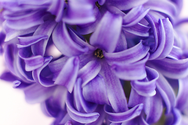 포토 JPG 해외이미지 꽃 근접촬영 사람없음 보라색 히아신스 해외포토 식물 뷰포인트 컬러 파일형식 이미지허브