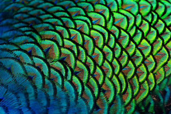 포토 JPG 해외이미지 동물 디자인 남자 야생동물 백그라운드 무지개 패턴 날개 자연 벽지 조류 추상 사람없음 장식 초록색 파란색 컬러풀 뷰티 유행 보라색 활발 수확 동굴 황금 우아함 닫기 공작 인도인 깃털 묘사 질감 꼬리 솜털 내추럴 이국적 터키석 해외포토 자연요소 외국인 컬러 컨셉 무늬 농업 모션 사람 동양인 보석 생태계 파일형식 이미지허브