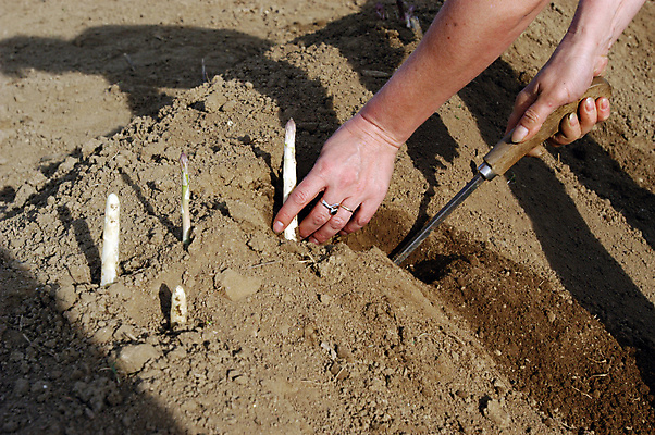 포토 JPG 해외이미지 식물 음식 밭 농업 채소 건강 사람없음 경제 농작물 농장 농경지 흙 다양 수확 신선 자르기 원예 아스파라거스 내추럴 영양소 해외포토 산업 다수 모션 취미 파일형식 이미지허브
