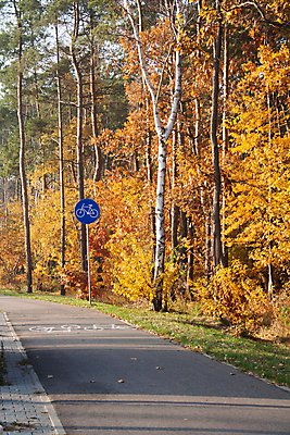 포토 JPG 해외이미지 나무 식물 라이프스타일 계절 공원 도로 길 스포츠 여행 백그라운드 잎 오렌지 자연 건강 사람없음 야외 초록색 컬러풀 햇빛 노란색 환경 정원 자전거 시골 승차 숲 오솔길 순환 장면 폴란드 10월 내추럴 바이킹 방법 해외포토 공공시설 유럽 컬러 과일 교통시설 모션 생활 태양 바이크 날짜 생태계 파일형식 이미지허브
