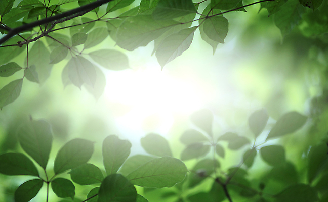 포토 JPG 해외이미지 나무 식물 디자인 계절 공원 백그라운드 컨셉 잎 패턴 자연 추상 건강 사람없음 초록색 여름 빛 컬러풀 햇빛 뷰티 우주 환경 정원 맑음 봄 성장 신선 소프트포커스 숲 질감 보케 부드러움 내추럴 블러 생태학 그리너리 효과 해외포토 공공시설 교육 컬러 무늬 날씨 촬영기법 태양 감각 생태계 파일형식 트랜드컬러 이미지허브