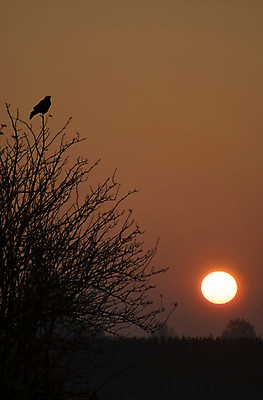 포토 JPG 해외이미지 나무 동물 실루엣 자연 조류 아침 휴식 앉기 사람없음 태양 평화 일출 침묵 황혼 안개 나뭇가지 관찰 네덜란드 뿌연 해외포토 주간 자연요소 식물 유럽 컨셉 모션 날씨 촬영기법 노을 소리 일몰 생태계 파일형식 이미지허브