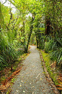 포토 JPG 해외이미지 나무 길 여행 자연 국립공원 숙이기 풍경 사람없음 초록색 하이킹 개울 숲 열대우림 뉴질랜드 흐림 방법 양치류 해외포토 식물 공원 컬러 포즈 레저 날씨 강 오세아니아 생태계 파일형식 이미지허브