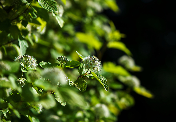포토 JPG 해외이미지 잎 꽃무늬 검은배경 사람없음 초록색 나뭇가지 해외포토 나무 식물 꽃 컬러 백그라운드 무늬 검은색 파일형식 이미지허브