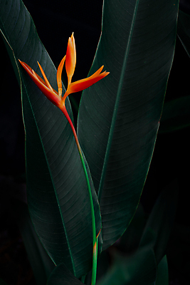 포토 JPG 해외이미지 식물 디자인 공원 꽃 백그라운드 잎 꽃무늬 농업 오렌지 자연 벽지 손바닥 사람없음 야외 장식 초록색 물 빛 컬러풀 노란색 정원 스파 어둠 봄 성장 신선 숲 묘사 질감 생태학 이국적 해외포토 자연요소 손 계절 공공시설 교육 산업 컬러 무늬 과일 생태계 파일형식 이미지허브