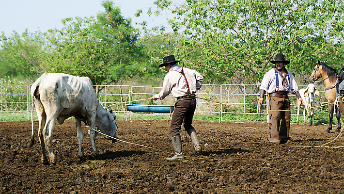 포토 JPG 해외이미지 주간 남자 밧줄 세마리 서기 들기 성인 야외 두명 울타리 목장 잡기 말_동물 소 승마 카우보이 카우보이모자 카우보이복장 카우보이부츠 성인남자만 흰소 해외포토 자연요소 모자_잡화 옷 줄 스포츠 포유류 모션 부츠 3 사람 담장 남자만 성인만 파일형식 이미지허브