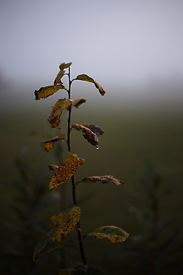 포토 JPG 해외이미지 나무 식물 계절 공원 꽃 야생동물 백그라운드 잎 밭 농업 자연 하늘 건조 사람없음 야외 초록색 여름 파란색 뷰티 갈색 환경 정원 냉동 봄 수확 성장 가을 나뭇가지 시골 잡초 황무지 저녁 숲 밀 유기농 보리 내추럴 밭일 숙성 해외포토 동물 웰빙 공공시설 산업 컬러 곡류 야간 생태계 파일형식 이미지허브