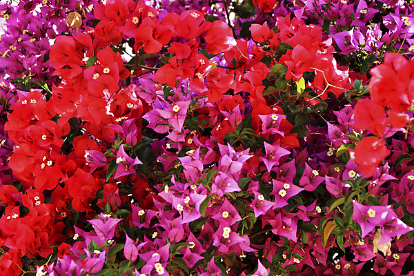 포토 JPG 해외이미지 식물 계절 꽃 백그라운드 잎 꽃무늬 자연 아침 사람없음 야외 장식 빨간색 컬러풀 뷰티 정원 봄 활발 성장 벚꽃 나뭇가지 시골 신선 시간 스페인 원예 질감 고등어 천국 내추럴 해외포토 주간 나무 유럽 컬러 컨셉 무늬 어류 취미 생태계 파일형식 이미지허브